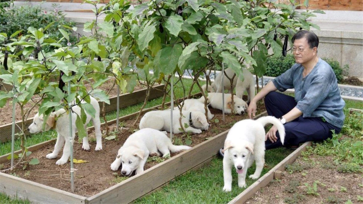 Güney Kore lideri Moon: Köpek eti tüketimini yasaklamanın zamanı geldi
