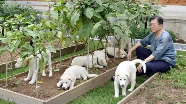 Güney Kore lideri Moon: Köpek eti tüketimini yasaklamanın zamanı geldi Güney Kore lideri Moon: Köpek eti tüketimini yasaklamanın zamanı geldi