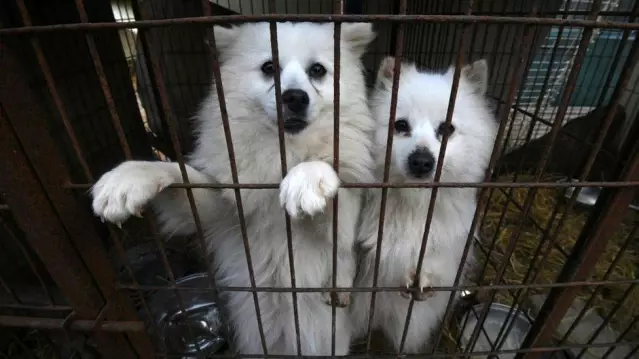 Güney Kore lideri Moon: Köpek eti tüketimini yasaklamanın zamanı geldi Güney Kore lideri Moon: Köpek eti tüketimini yasaklamanın zamanı geldi