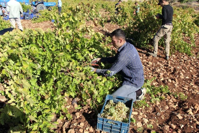 Mardin'de üzüm hasadı başladı
