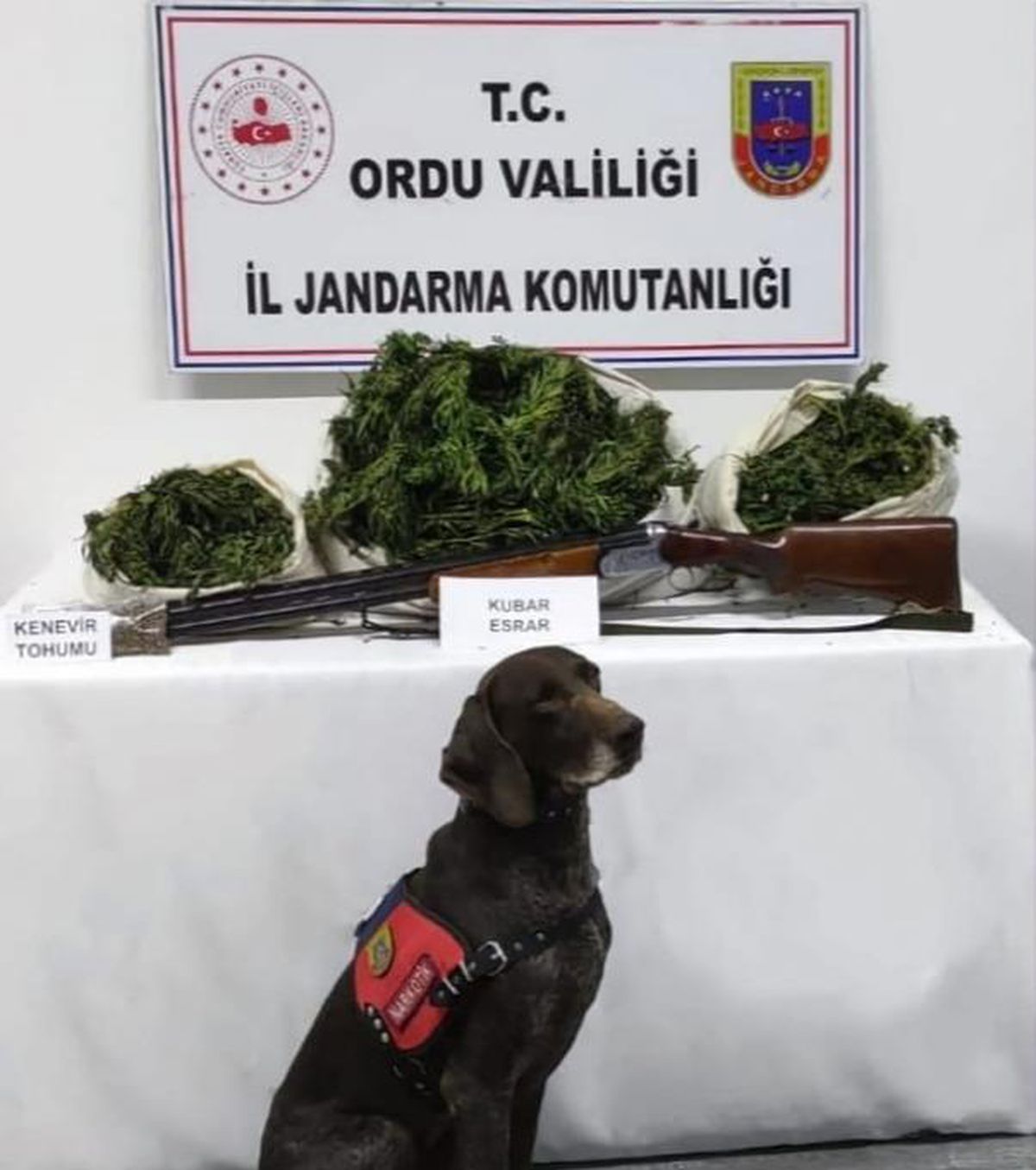 Ordu\'da 12 kilo 350 gram esrar ele geçirildi