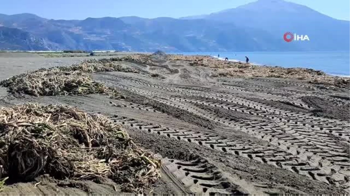 Petrolün kirlettiği sahilde su sümbülü temizliği