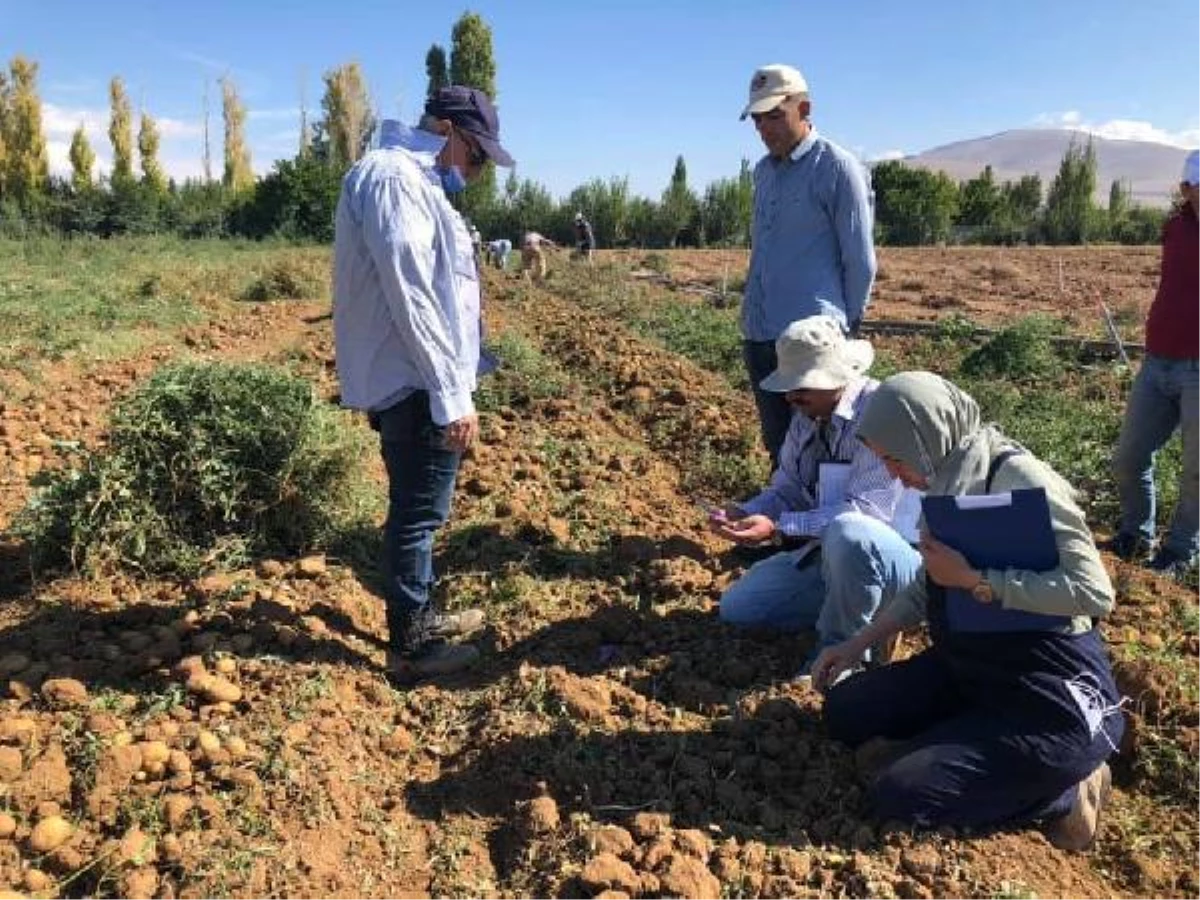 Yerli patates çeşitlerinde hasat dönemi