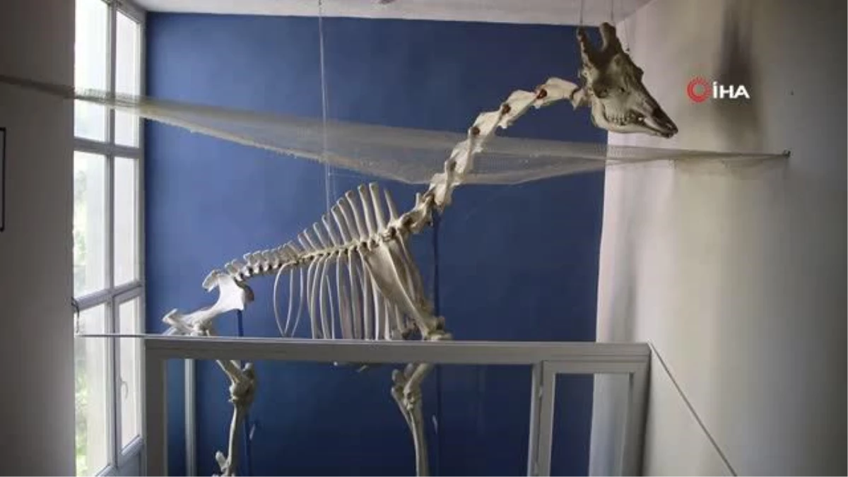 50 çeşit hayvanın anatomik yapısının bulunduğu müzede, Türkiye\'de ilk olan zürafa iskeleti yer alıyor