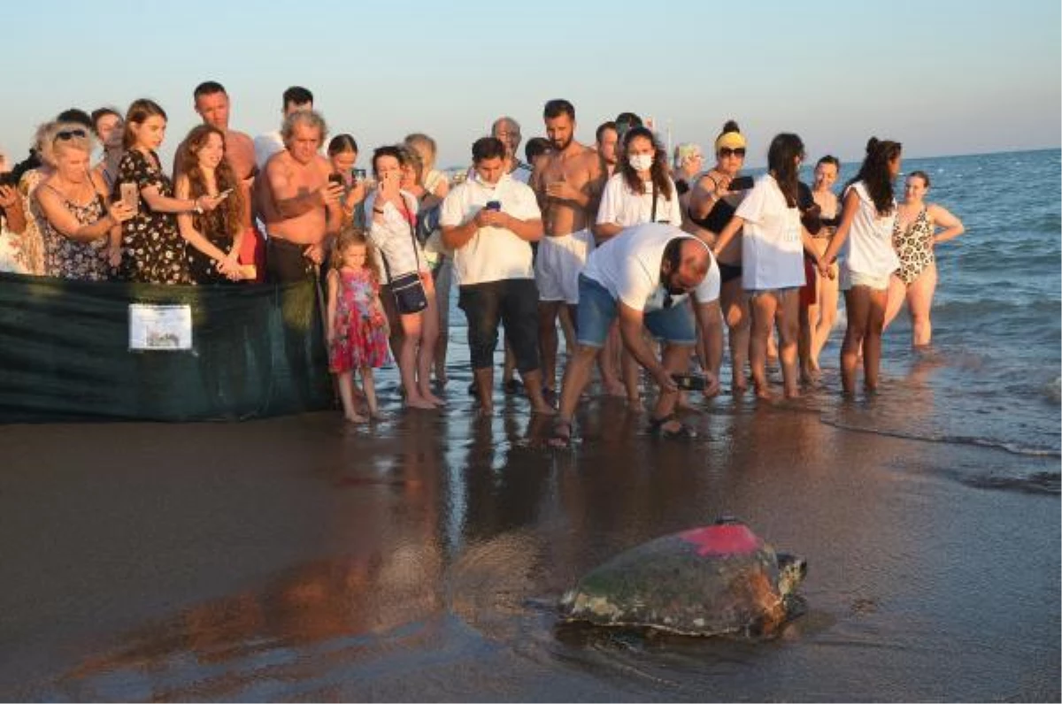 Uydu takip cihazı takılan caretta caretta denize bırakıldı