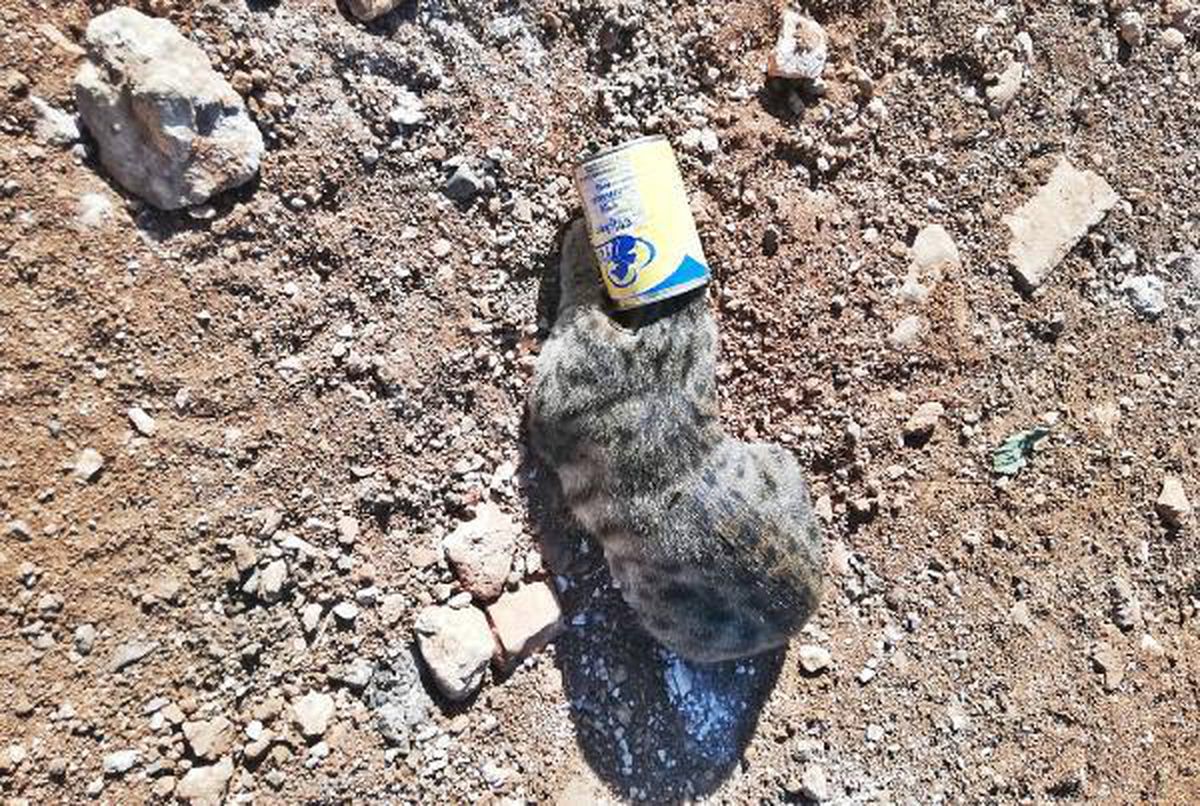 Başı konserve kutusuna sıkışan kediyi itfaiye kurtardı
