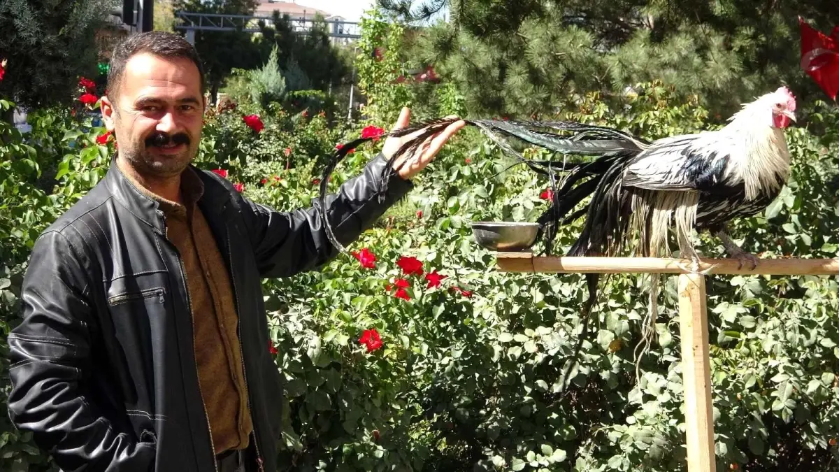 Bu horoz kendini \'papağan\' sanıyor