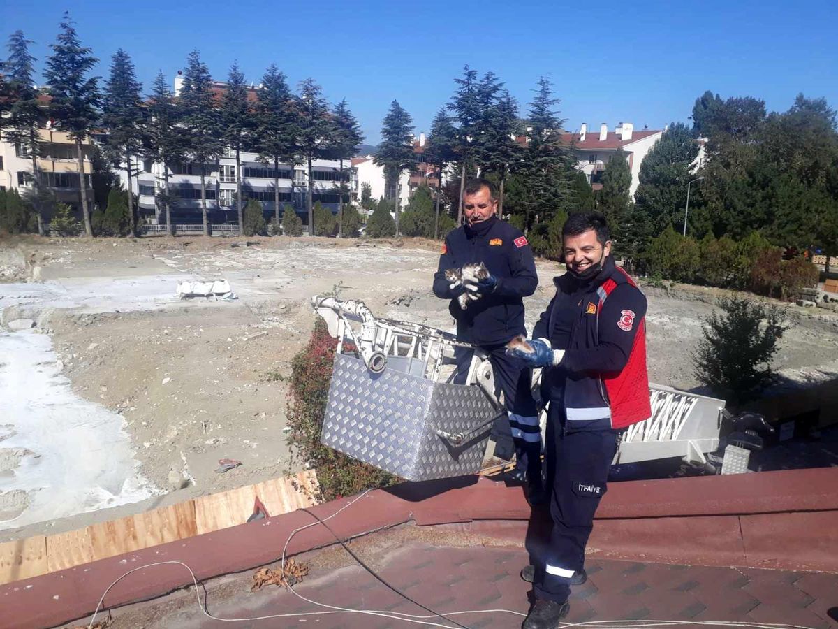 Son dakika haber: Çatıda mahsur kalan yavru kedileri itfaiye kurtardı