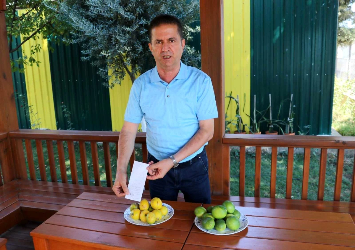 Çiftçinin çöpe attığı ıskarta limon, marketlerde kilosu 6 liradan satılıyor