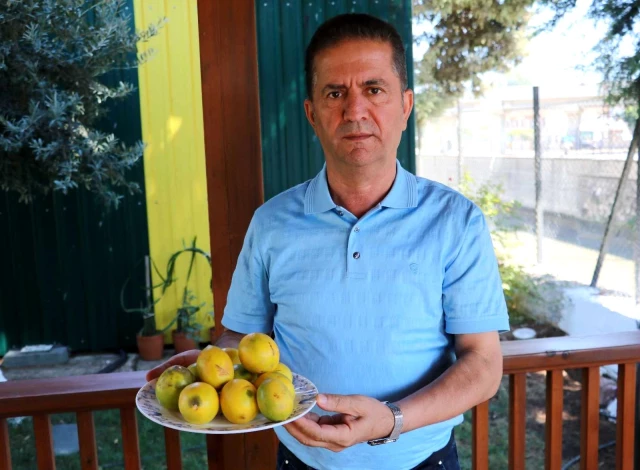 Çiftçinin çöpe attığı ıskarta limon marketlerde 6 liradan satılıyor