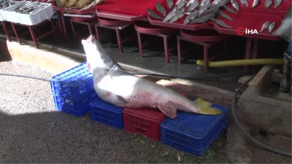 Elazığ\'da sezonun ilk dev balığı yakalandı