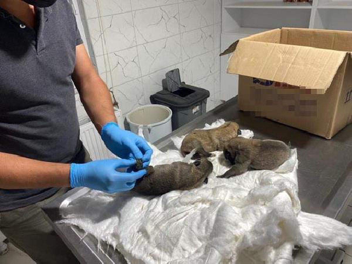 Eskişehir\'de, çuval içinde 2\'si ölü 7 yavru köpek bulundu