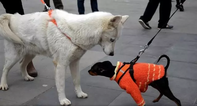 Hayvanlar mikroçiple kimliğe kavuşuyor