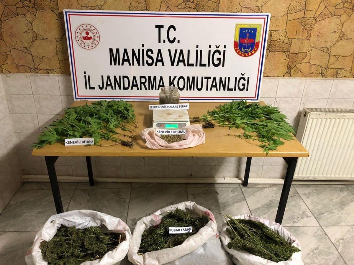 Son dakika haber! Manisa\'da arazisinde uyuşturucu yetiştirdiği öne sürülen şüpheli gözaltına alındı