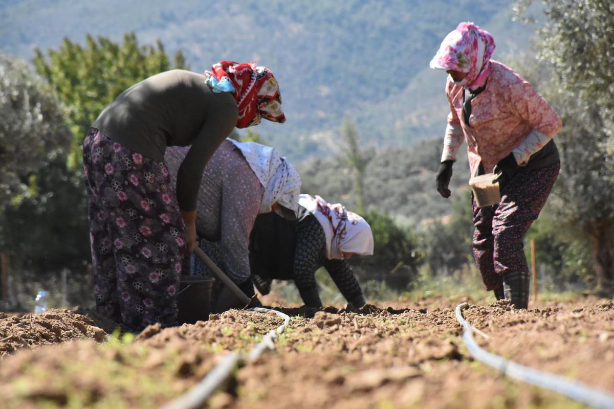 Muğlalı üreticiler salep taleplerine yetişemiyor