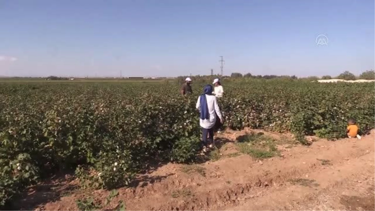 ŞANLIURFA - Ziraat mühendisleri sahaya indi, GAP\'ta pamuk üretim maliyetleri azaldı