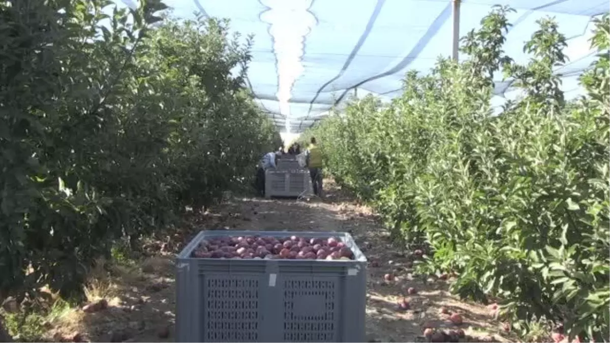 Üretilen elmaların yüzde 30\'u ihraç ediliyor