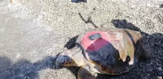 Uydu takip cihazı takılan 2 caretta caretta denize salındı