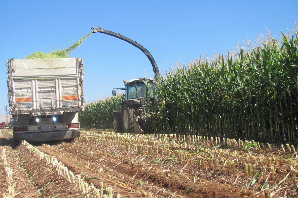 Araban Ovası\'nda silajlık mısır hasadına başlandı