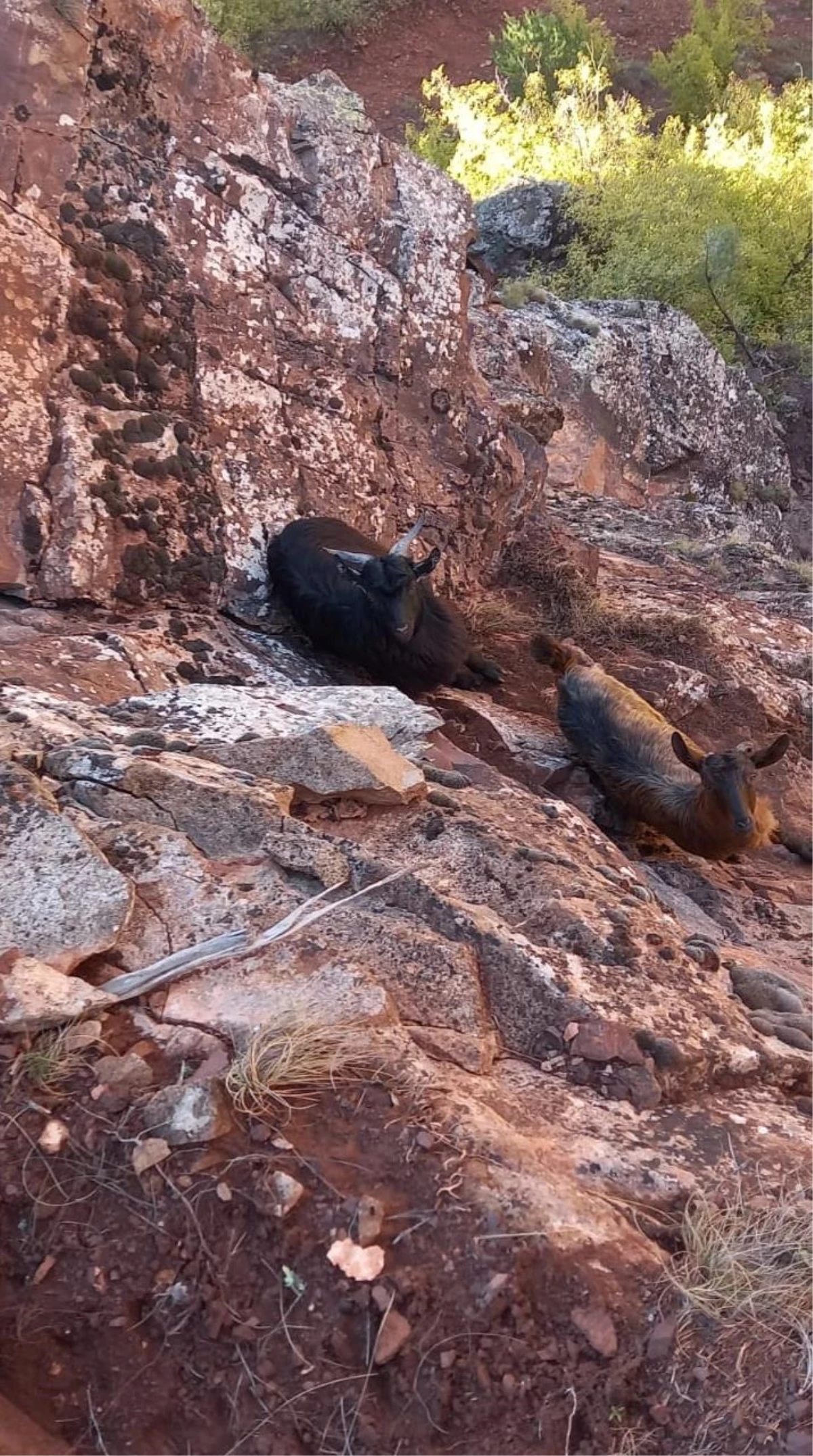 Artvin\'de kayalıklarda mahsur kalan keçileri AFAD gönüllüleri kurtardı