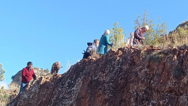 Artvin'de kayalıklarda mahsur kalan keçileri AFAD gönüllüleri kurtardı