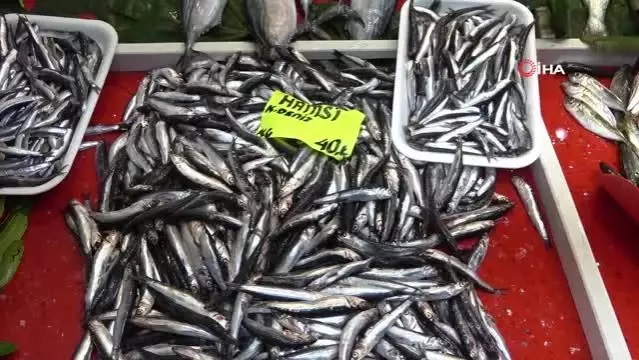 Çanakkale'de lüfer bollaştı, palamuttan umut yok