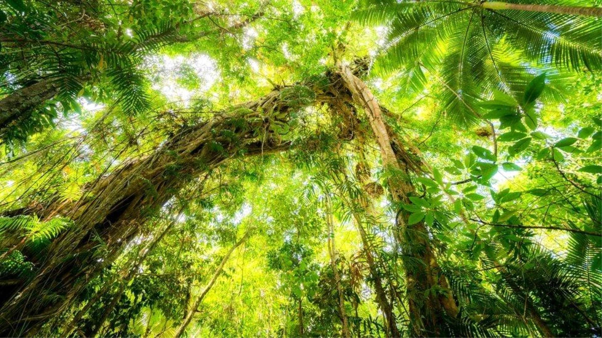 Daintree: Avustralya\'da dünyanın en eski tropikal yağmur ormanı yerlilere iade edildi