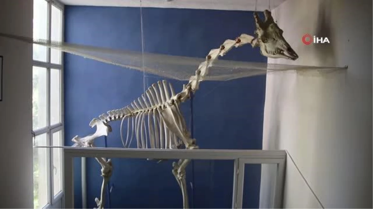Elazığ\'da 8 milyon yıllık hayvan fosilleri sergileniyor