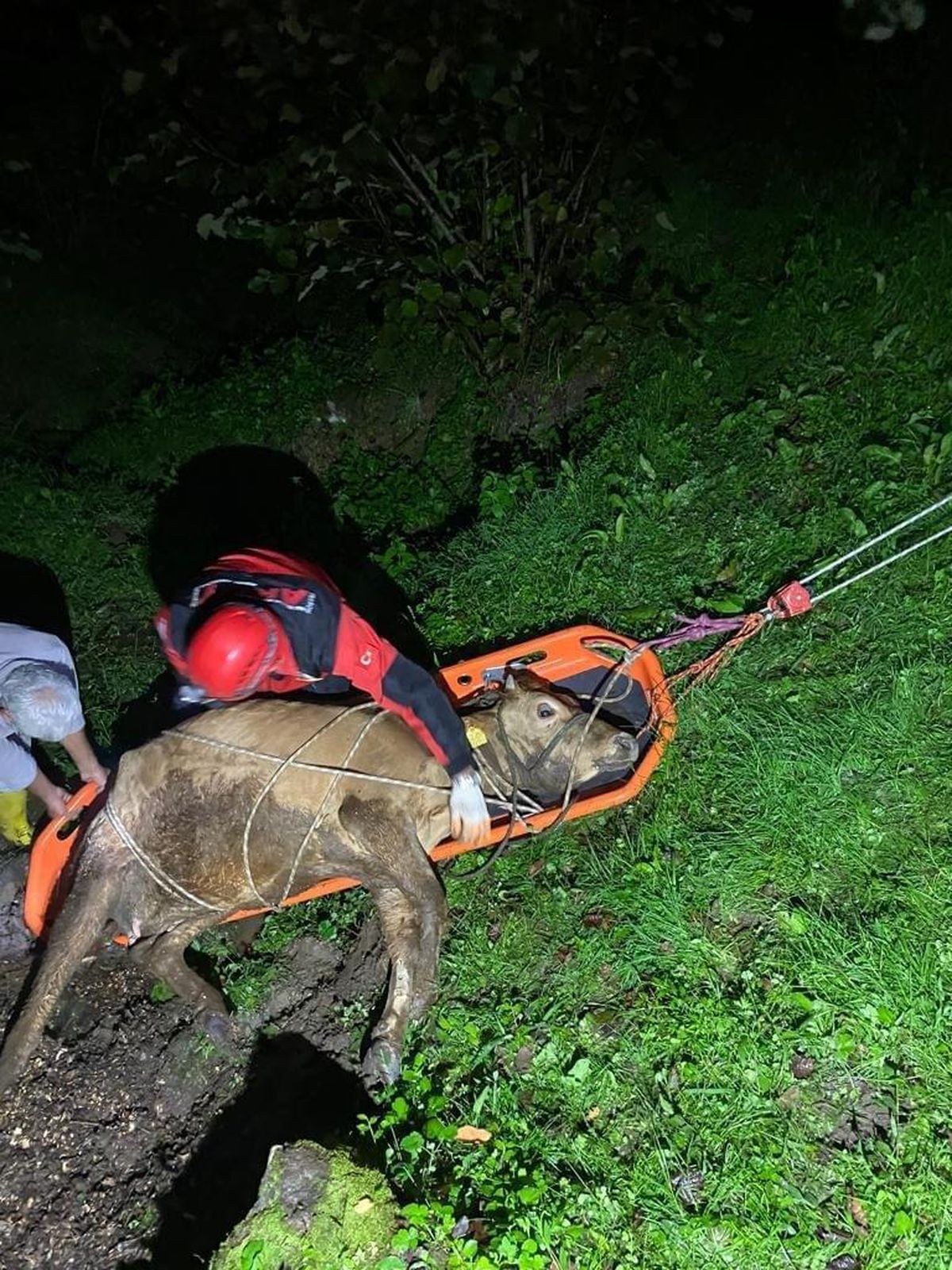 Giresun\'da uçuruma düşen inek kurtarıldı