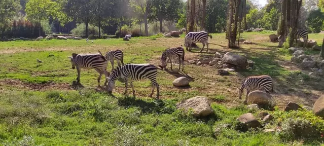 Hayvanat bahçesinde survivor parkuru gibi park Hayvanat bahçesinde survivor parkuru gibi park