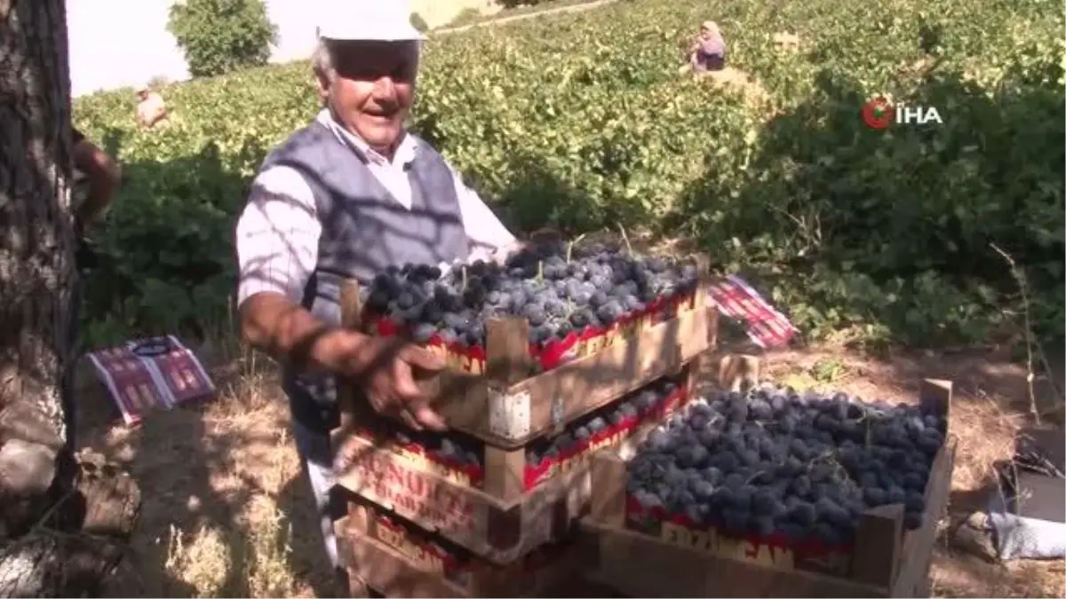 İki asırlık bağlarda üzüm hasadı devam ediyor