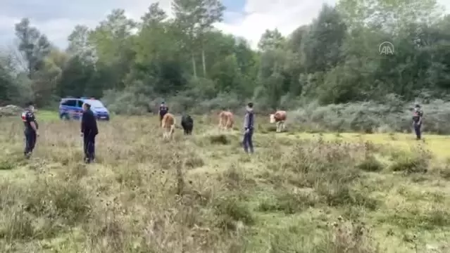 son dakika kastamonu jandarma kaybolan hayvanlari bularak sahibine teslim etti son dakika