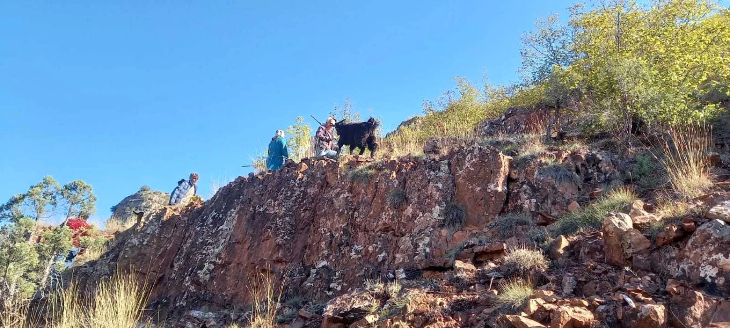 Kayalıklarda mahsur kalan keçiler 3 gün sonra dağcılar tarafından kurtarıldı