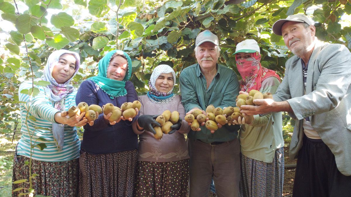 Mersin\'de turfanda kivi hasadına başlandı