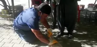 Otomobilin çarptığı yavru köpek kalp masajı ile hayata tutundu