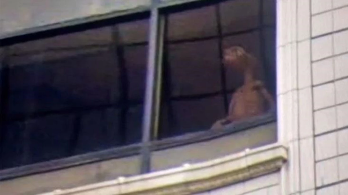Pencerede gülümserken kameraya yakalandı! Evde tutulan yaratık ABD\'de tartışma yarattı