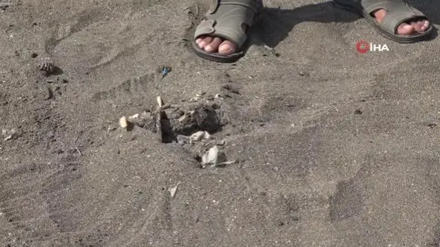 Samandağ sahilinde petrol temizliği 26 gündür sürüyor Samandağ sahilinde petrol temizliği 26 gündür sürüyor