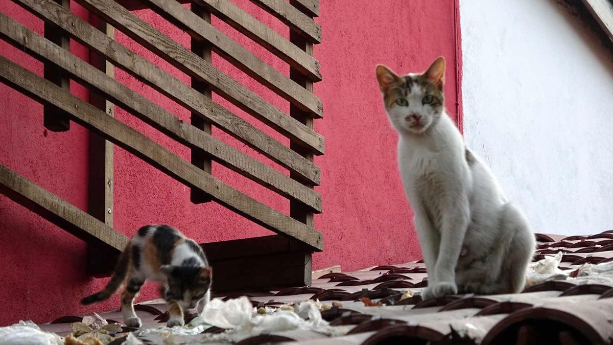 Uyanık kedi iyi yere dükkân açtı
