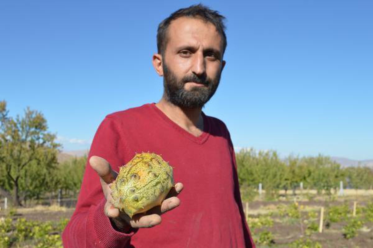 \'Yetişmez\' diyenlere inat bahçesinde Afrika kavunu yetiştirdi