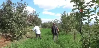 Armut ağacı sonbaharda çiçek açtı