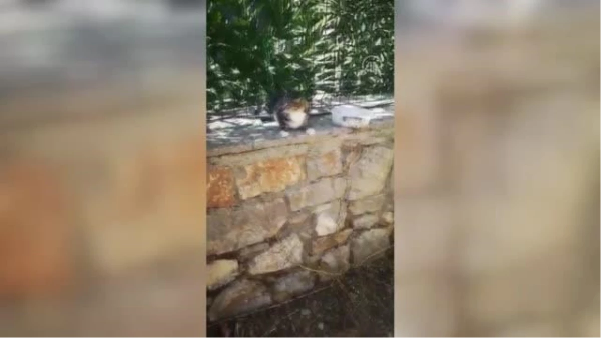 Bahçe telinde sıkışan kedi kurtarıldı
