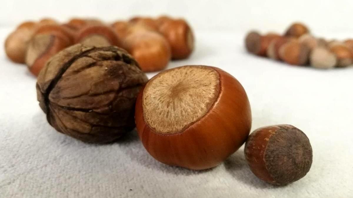 Düzce ürünlerine kargo indirimi