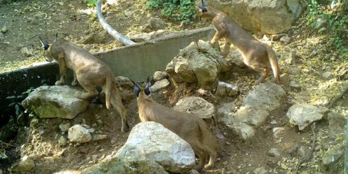 \'Ghost cat of the forest\' caracal spotted in Antalya