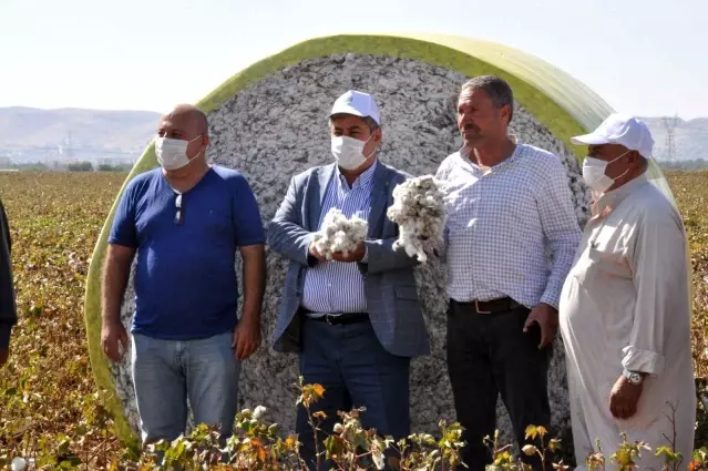 Haran Ovası'nda pamuk üreticisi altın yılını yaşıyor