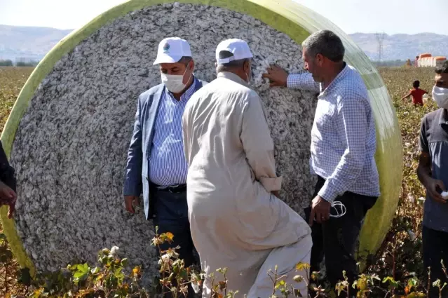 Haran Ovası'nda pamuk üreticisi altın yılını yaşıyor