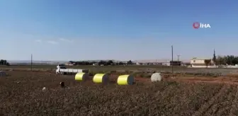 Harran Ovası'nda pamuk üreticisi altın yılını yaşıyor