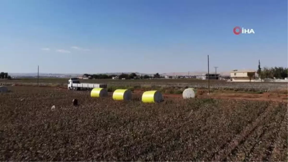 Harran Ovası\'nda pamuk üreticisi altın yılını yaşıyor