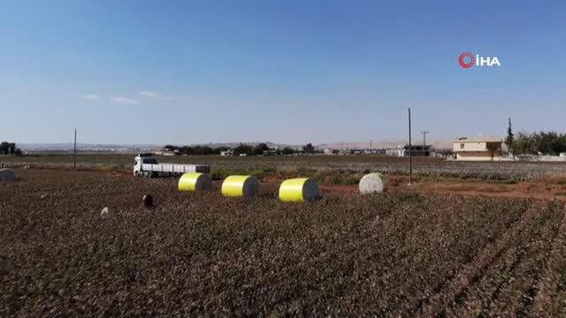 Harran Ovası'nda pamuk üreticisi altın yılını yaşıyor