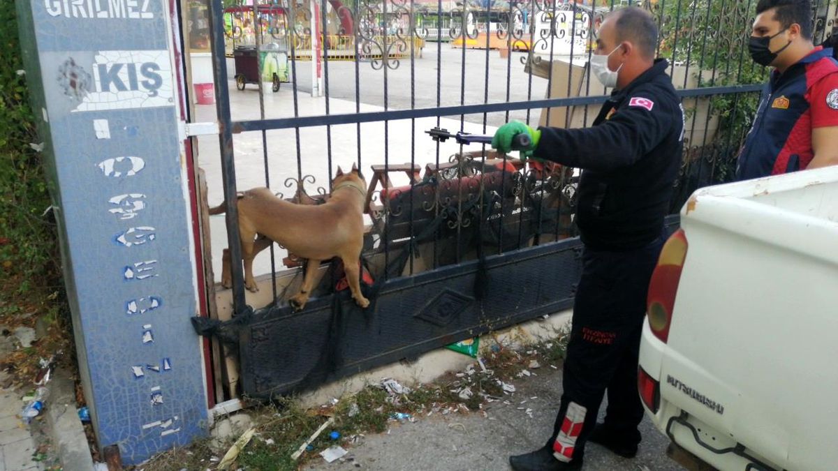 Erzincan\'da başı demir kapıya sıkışan köpeği itfaiye kurtardı
