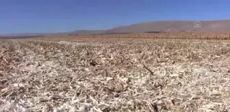 KAHRAMANMARAŞ - 'Cin mısırı' 26 ülkeye ihraç ediliyor